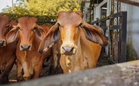 Más de $8.900 millones para impulsar la ganadería en Cundinamarca