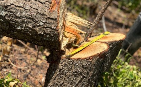 La CAR intervino tala bosque en jurisdicción de Cambao del municipio de San Juan de Rioseco, Cundinamarca.