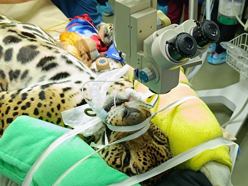 Así fue la cirugía de Kiara, una jaguar de 5 años de edad, en el Parque temático Hacienda Nápoles.