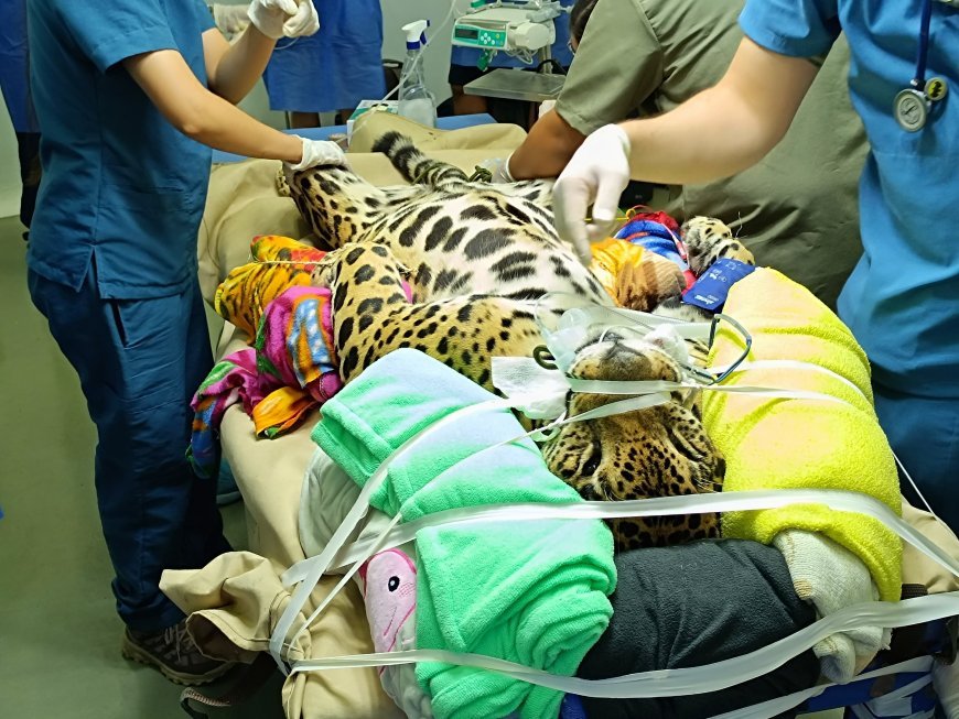 Así fue la cirugía de Kiara, una jaguar de 5 años de edad, en el Parque temático Hacienda Nápoles.