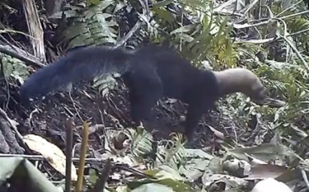 Cámaras trampa de la CAR captan especies “inesperadas” en corredor biológico de la cuenca del Río Negro, en Cundinamarca