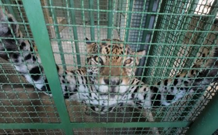 La recuperación de Kiara avanza con éxito en El Parque Temático Hacienda Nápoles.