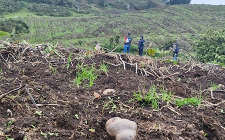 CAR suspendió cultivos de papa en 20 hectáreas de reserva forestal en La Vega, Cundinamarca
