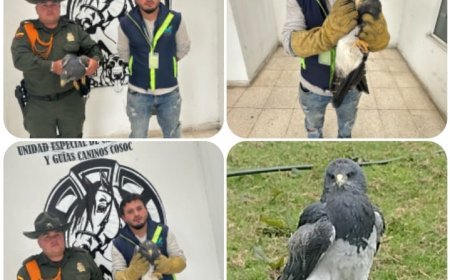 En Subachoque autoridades rescatan y brindan atención a un Águila de páramo que se encontraba herida.