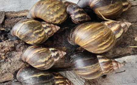 ¡Alerta! - La temporada de lluvias aumentó presencia de caracol gigante africano en zonas cálidas del territorio CAR