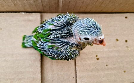 74 aves fueron rescatadas por la CAR Cundinamarca en Semana Santa