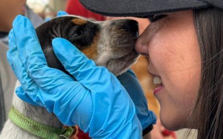 Abierta nueva convocatoria para esterilización masiva de animales en los 116 municipios de Cundinamarca
