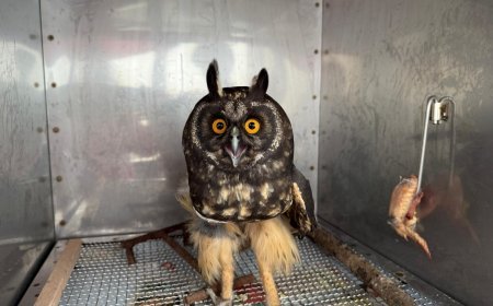 Recuperadas y liberadas tres lechuzas de campanario en Zipaquirá, Cundinamarca