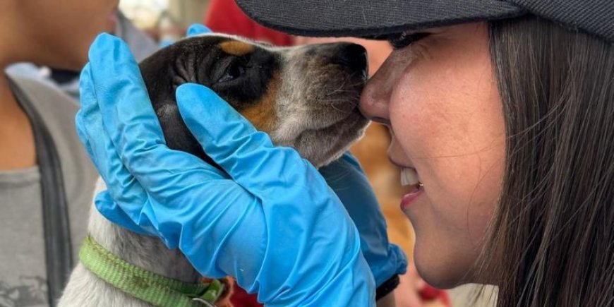 Abierta nueva convocatoria para esterilización masiva de animales en los 116 municipios de Cundinamarca