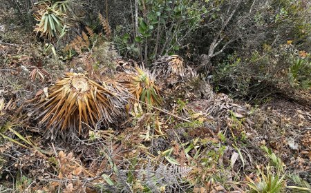 CAR abre investigación por grave tala de especies nativas en el cerro de Juaica, Tenjo