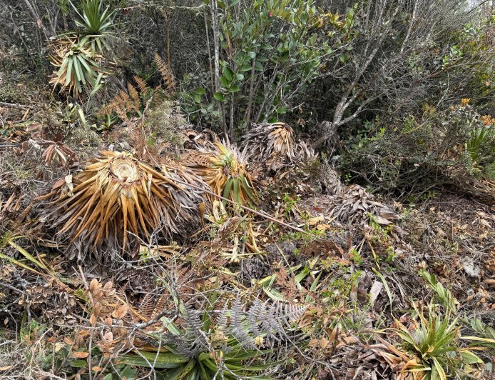 CAR abre investigación por grave tala de especies nativas en el cerro de Juaica, Tenjo