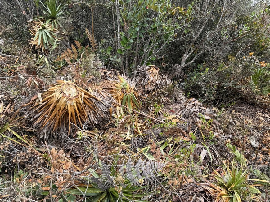 CAR abre investigación por grave tala de especies nativas en el cerro de Juaica, Tenjo