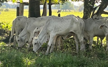 Cundinamarca le apuesta a la ganadería sostenible
