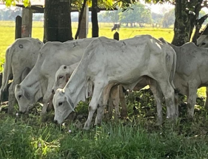 Cundinamarca le apuesta a la ganadería sostenible